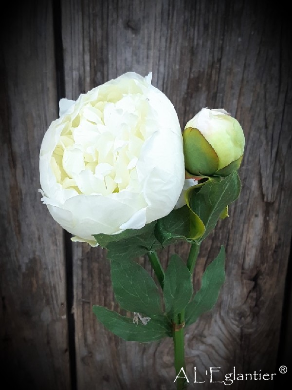 Pivoine blanche ouverte