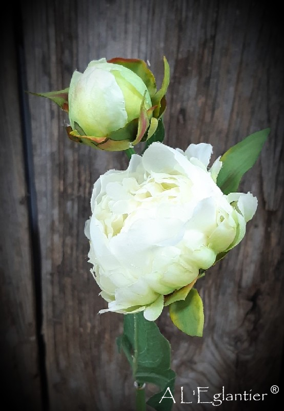 Pivoine blanche bouton