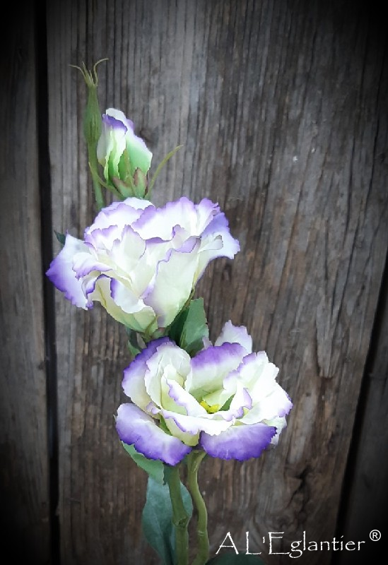 Lisianthus blanc bleu