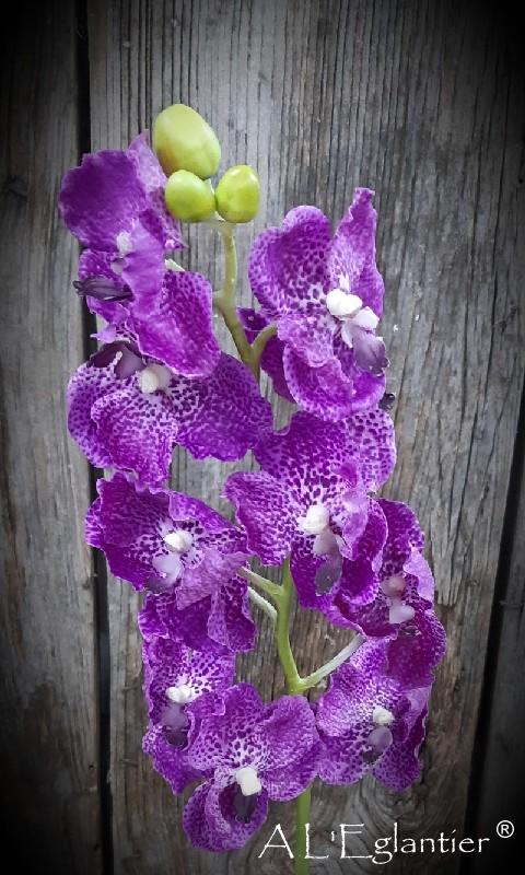 Vanda rose 