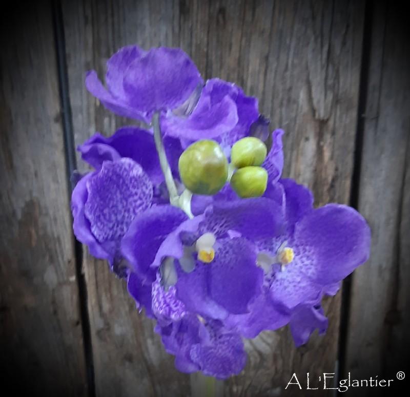 Vanda bleue