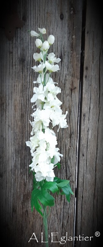 Delphinium 94 cm creme