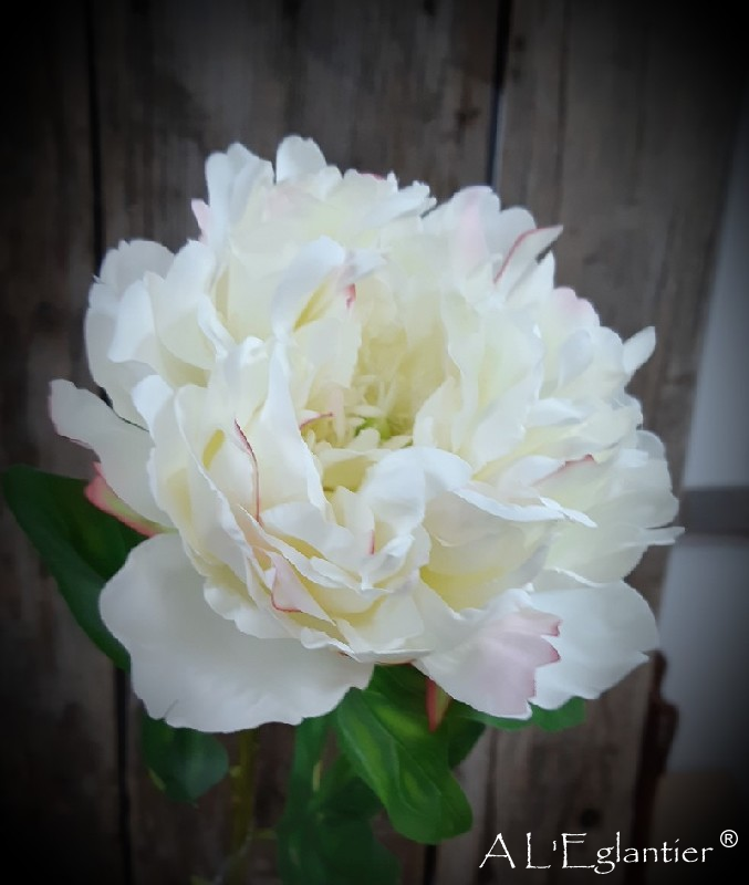 Pivoine de 77cm blanche