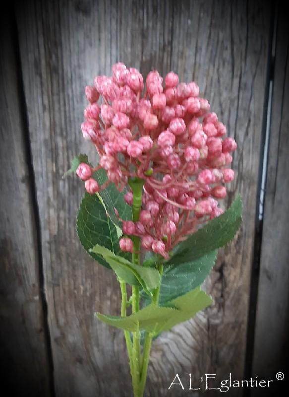 Sedum Telephium 43 cm