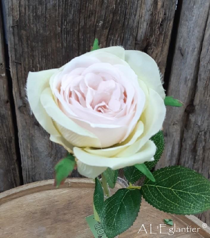 Rose courte 36 cm The