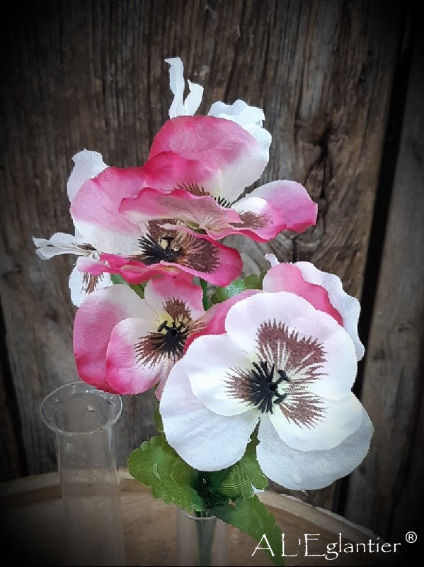 Bush pensee par 9  fuschia