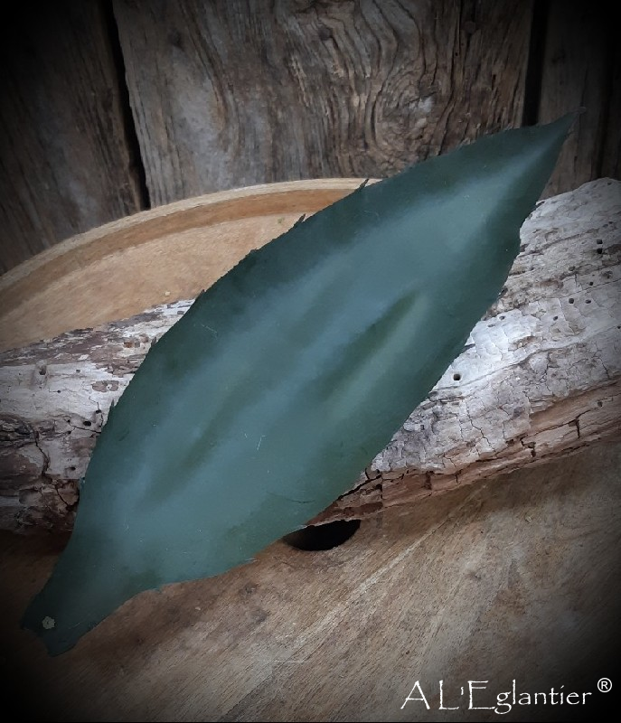 Feuille Aloes vert 35 cm