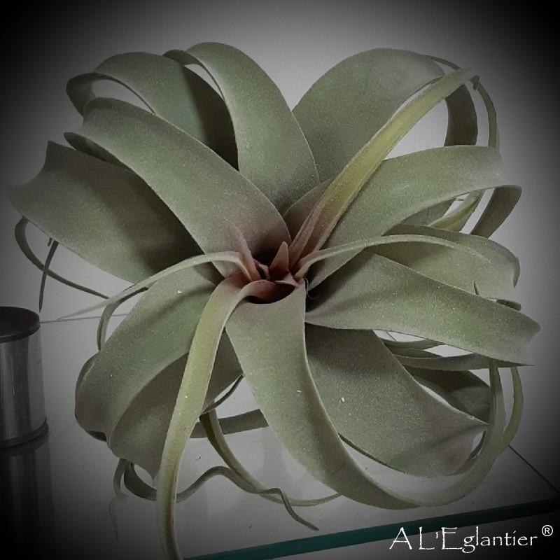Tillandsia Streptophylla 26 cm vert