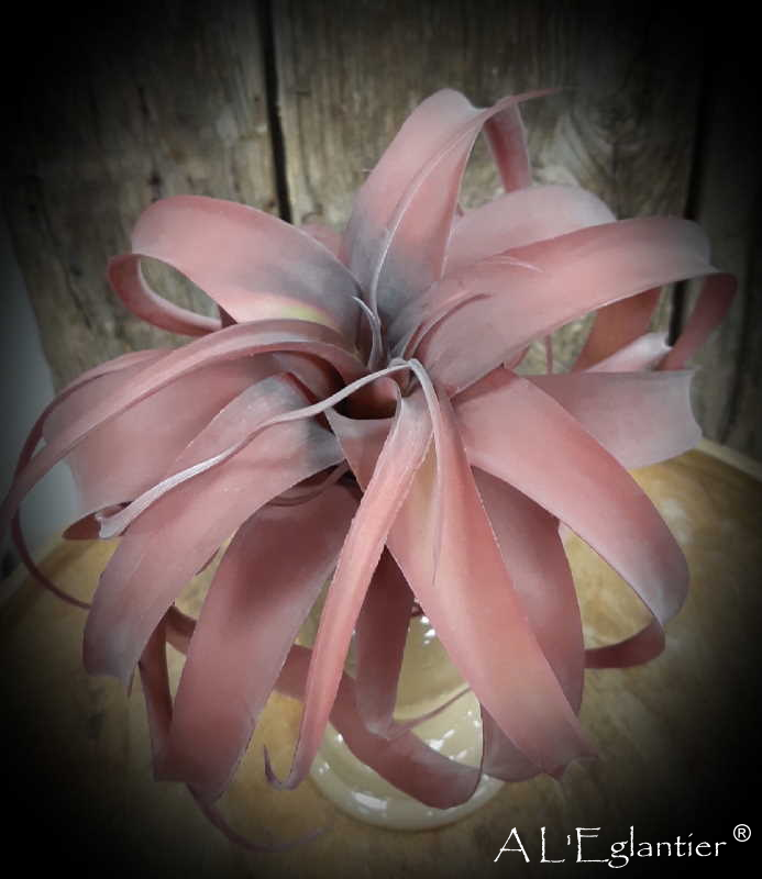 TILLANDSIA STREPTOPHYLLA. 26 cm. Burdeos
