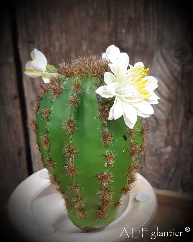 PICK ECHINOCERUS-FLOR. 25 cm. Verde.