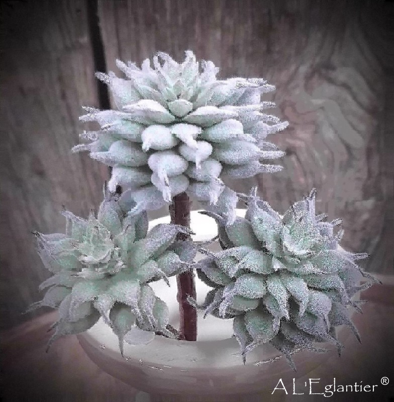 PICK PROTEA SUCCULENT. 13 cm. Surtido.