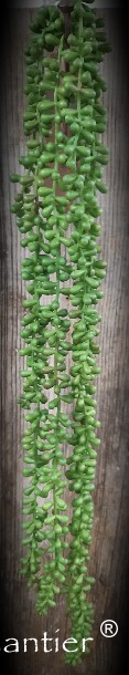 COLGANTE SEDUM. 77 cm. Verde.