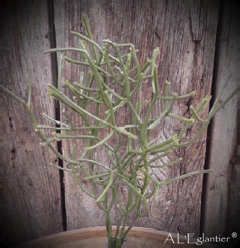 MATA RHIPSALIS. 36 cm. Verde