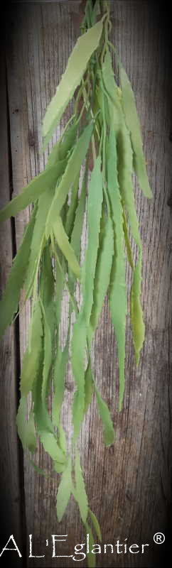 PSEUDORHIPSALIS. 85 cm. Verde.
