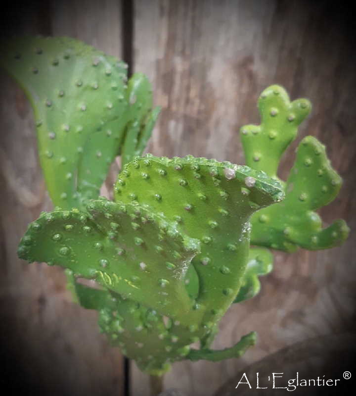 PICK OPUNTIA. 24 cm. Verde.