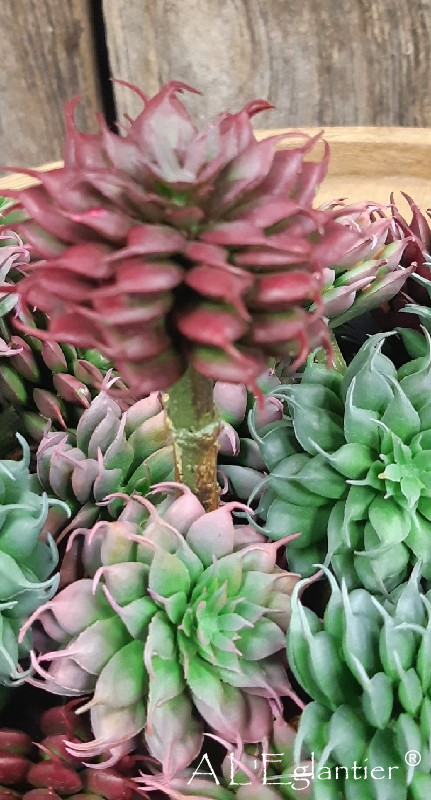 GRAPTOVERIA SILVER STAR. 13 cm. 8+8+8.