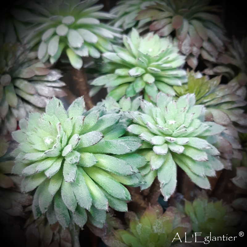 PICK GRAPTOVERIA x 3. 27 cm.