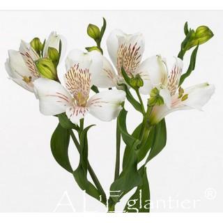 Alstroemeria Virginia