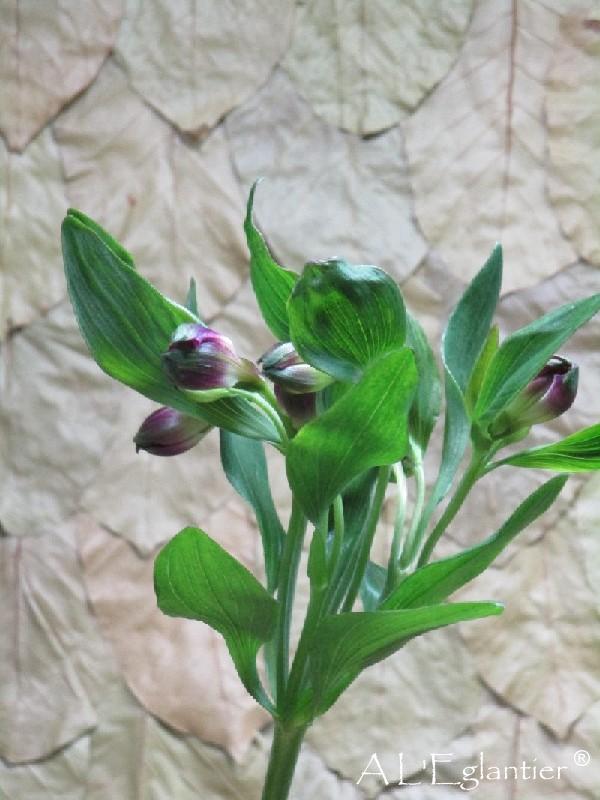 Alstroemeria Carline