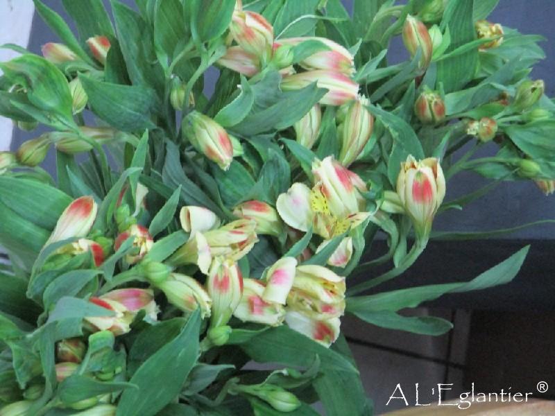 Alstroemeria Bali