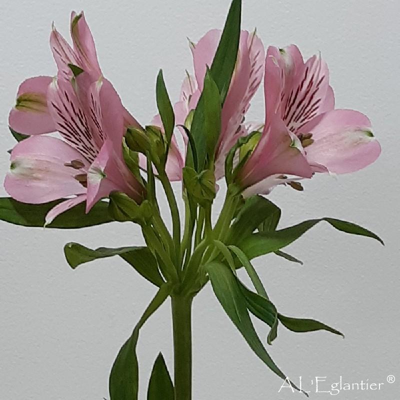 Alstroemeria Elegance