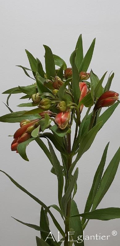 Alstroemeria Dancing Queen