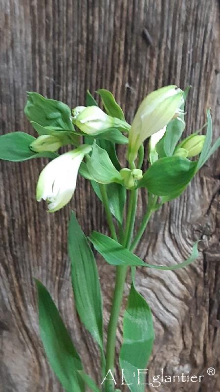 Alstroemeria Mistral