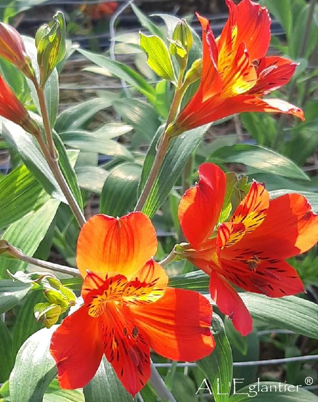 Alstroemeria orange vif