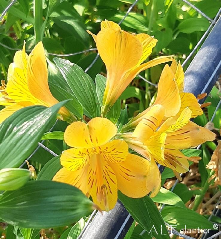 Alstroemeria Jaune Vif