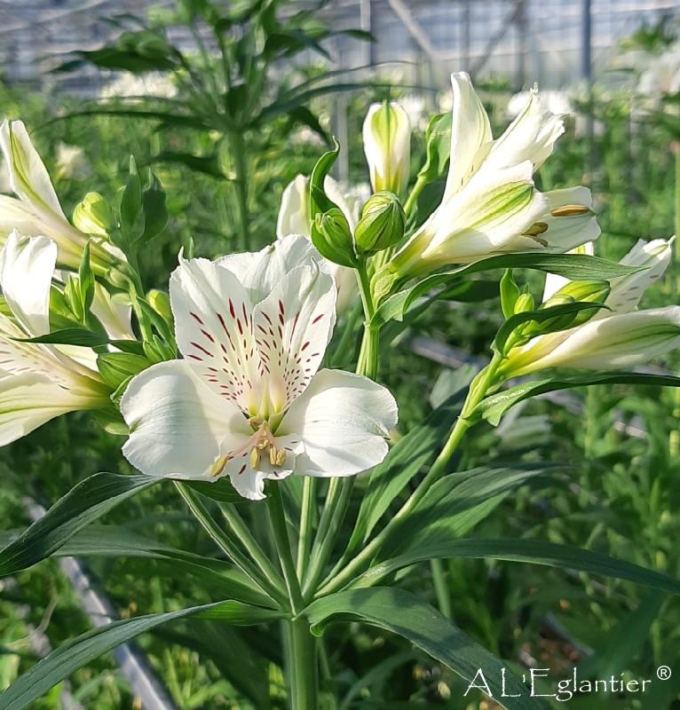 Alstroemeria blanc