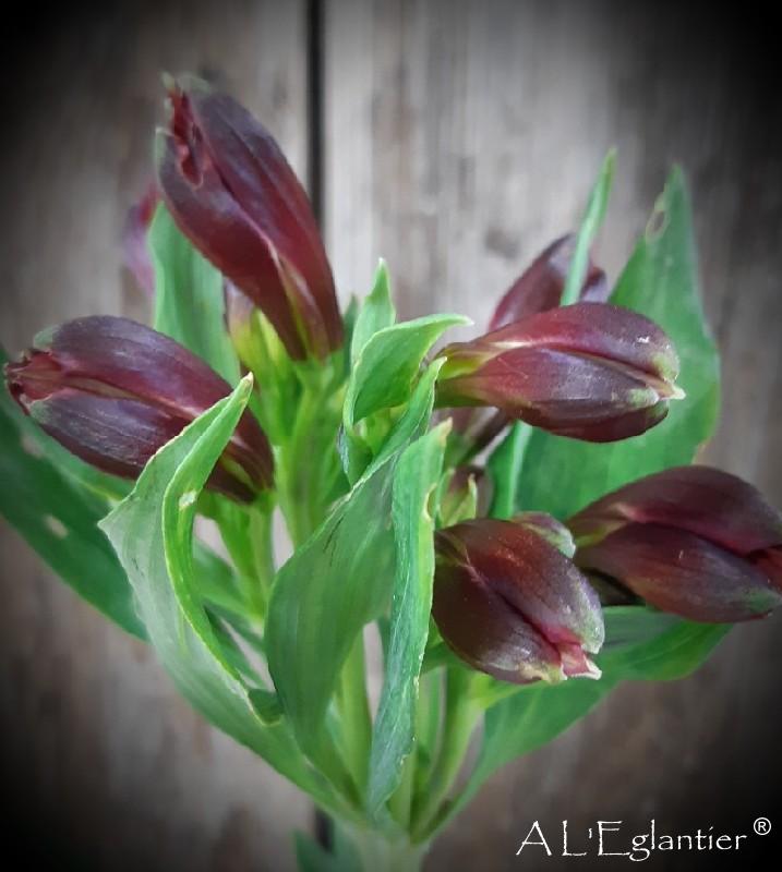 Alstroemeria Rumba