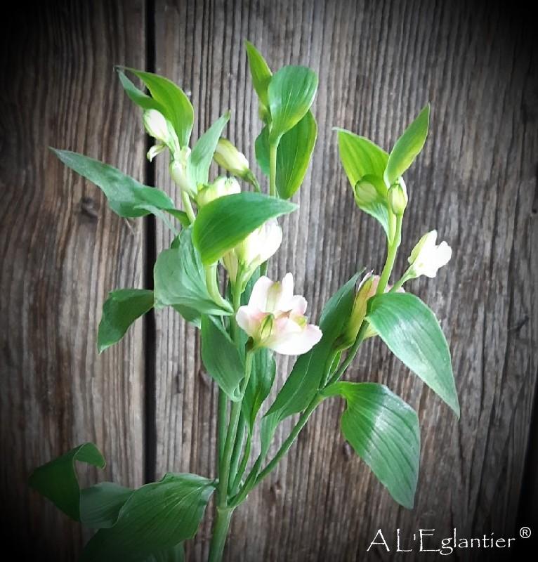 Alstroemeria Florinca Charmelia Pink
