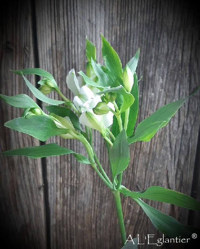 Alstroemeria Florinca charmelia White