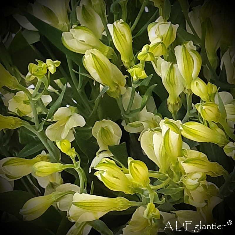 Alstroemeria Florinca White pearl