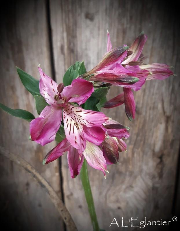 Alstroemeria Napoli Perfection