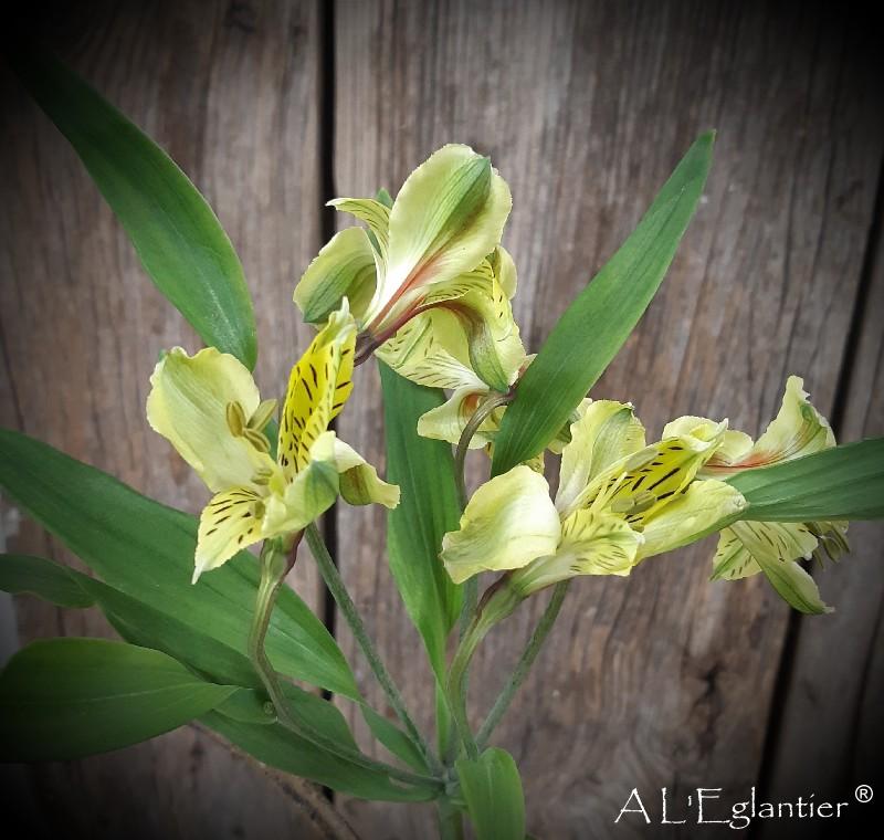 alstroemeria Shakiro