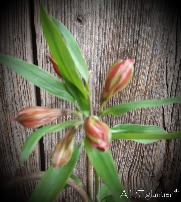 alstroemeria Amposta