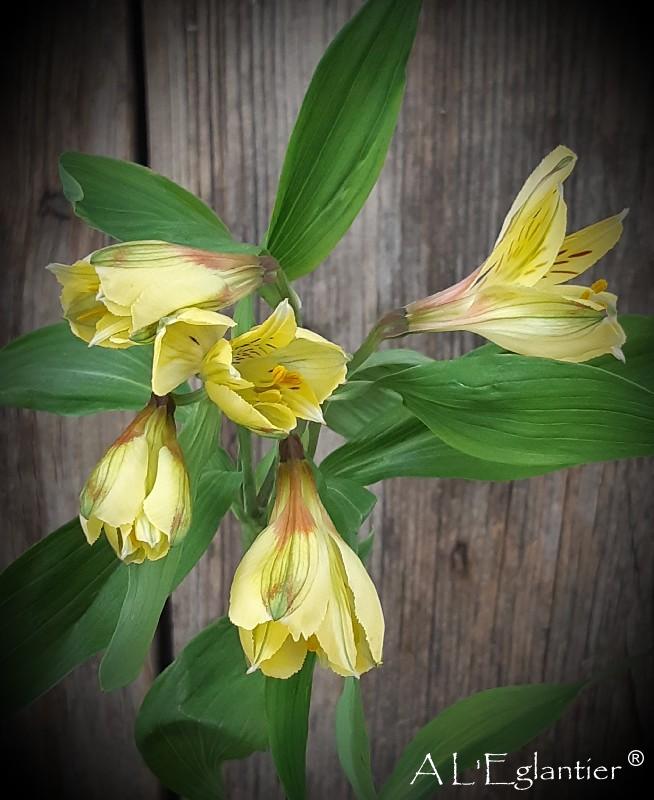 Alstroemeria Voyager Colombia ext