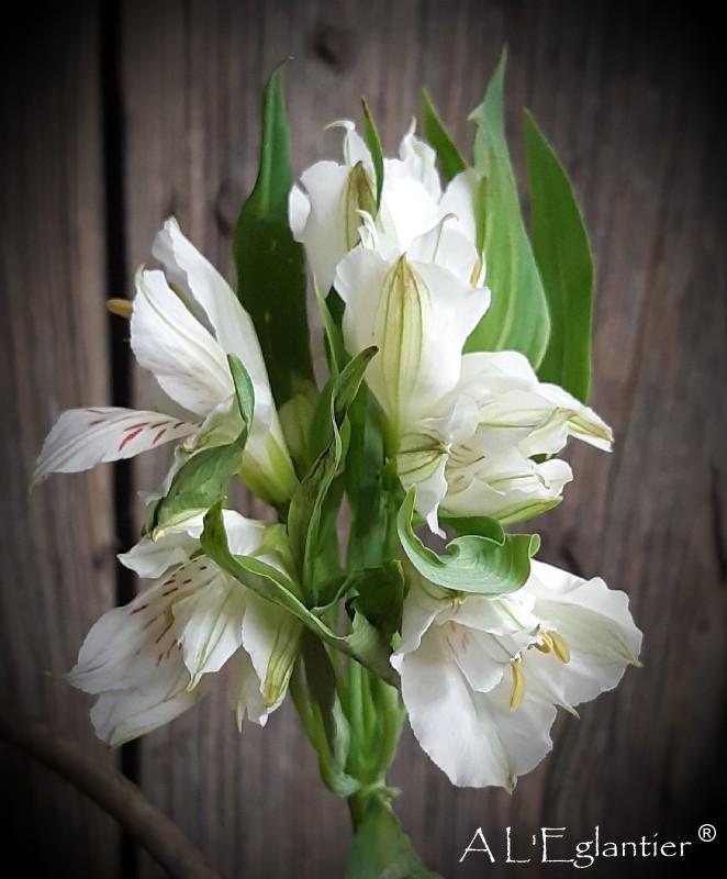 Alstroemeria whister super select es