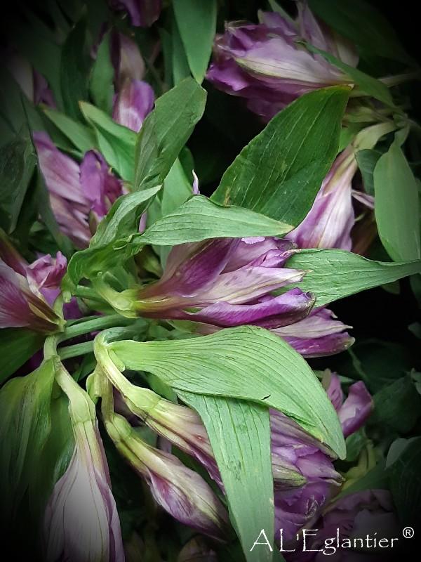 alstroemeria camaro perfection