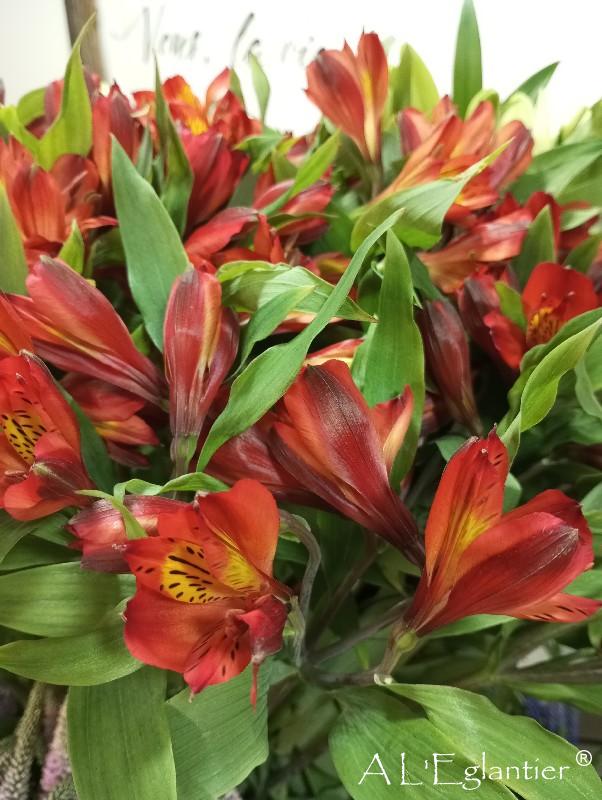 alstroemeria hot pepper perfection