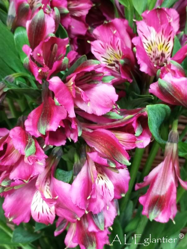 alstroemeria amatista perfection