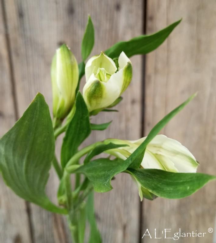 alstroemeria white Swan