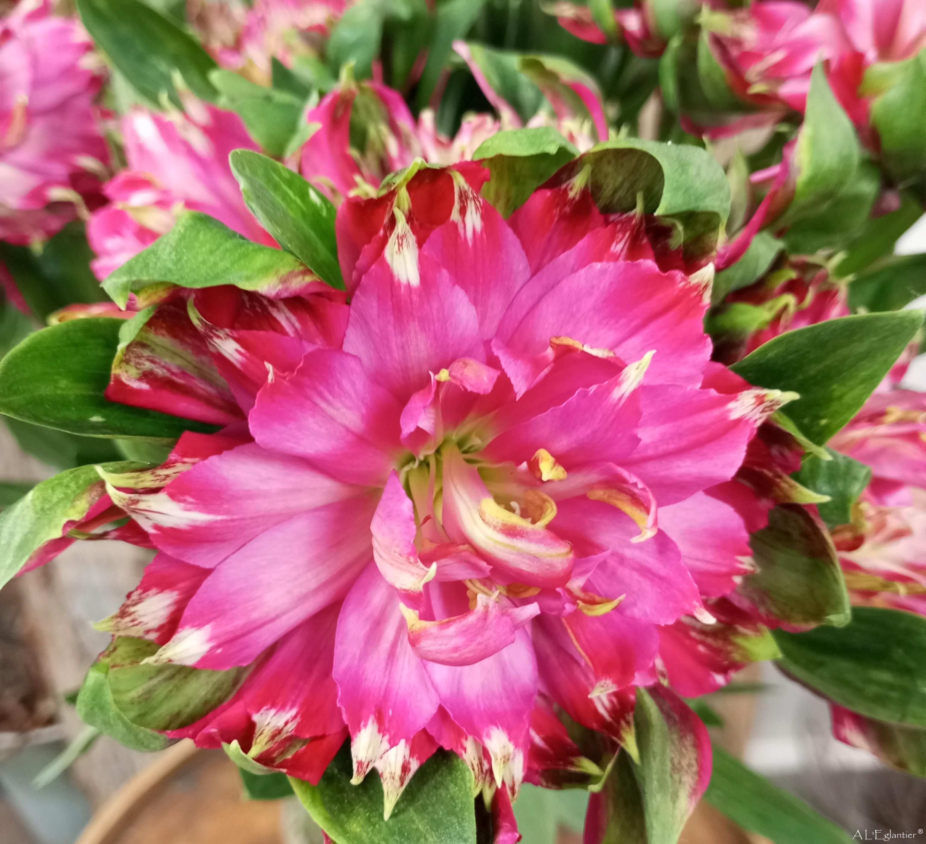 Alstroemeria Fashionista Sofiena