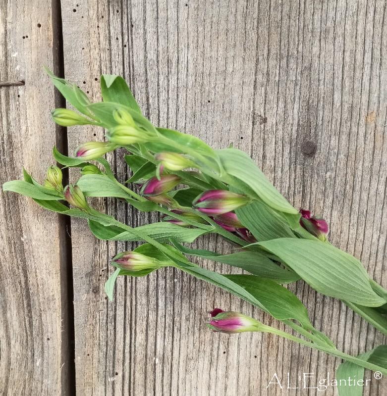 alstroemeria chamelia purplex