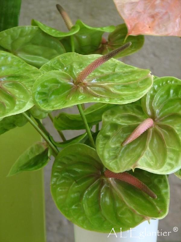 Anthurium Pistache