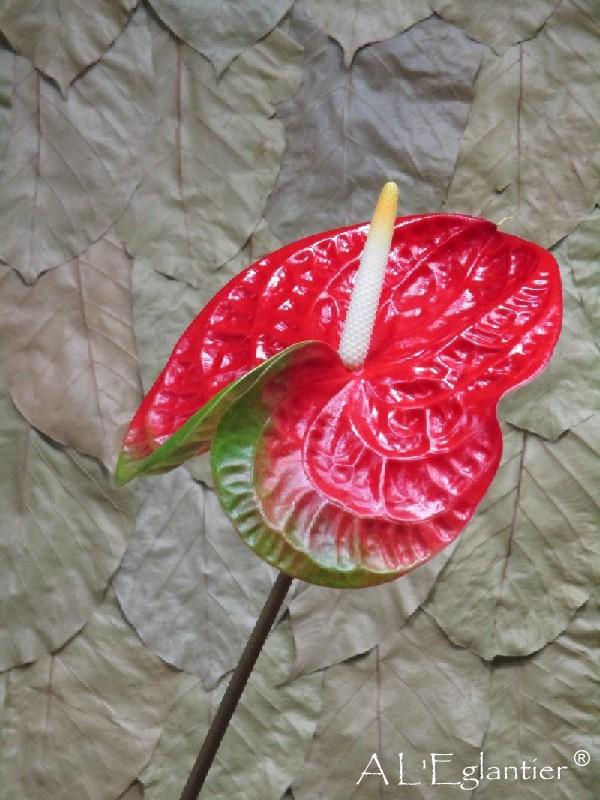 Anthurium Amigo Improve