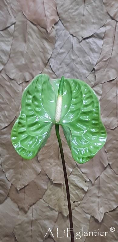 Anthurium Elixer