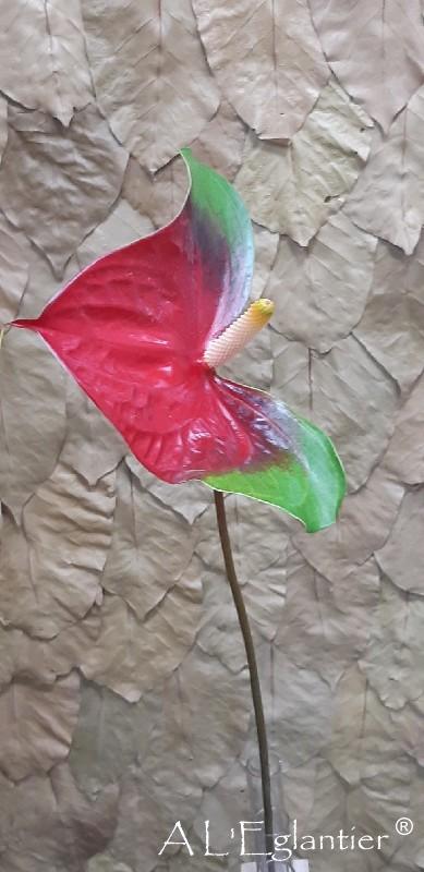 Anthurium Narita
