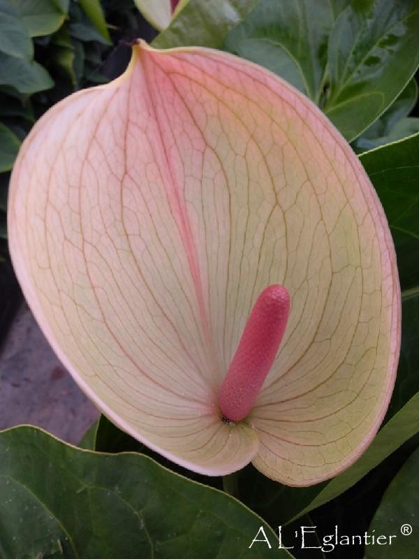 Anthurium Perruzi